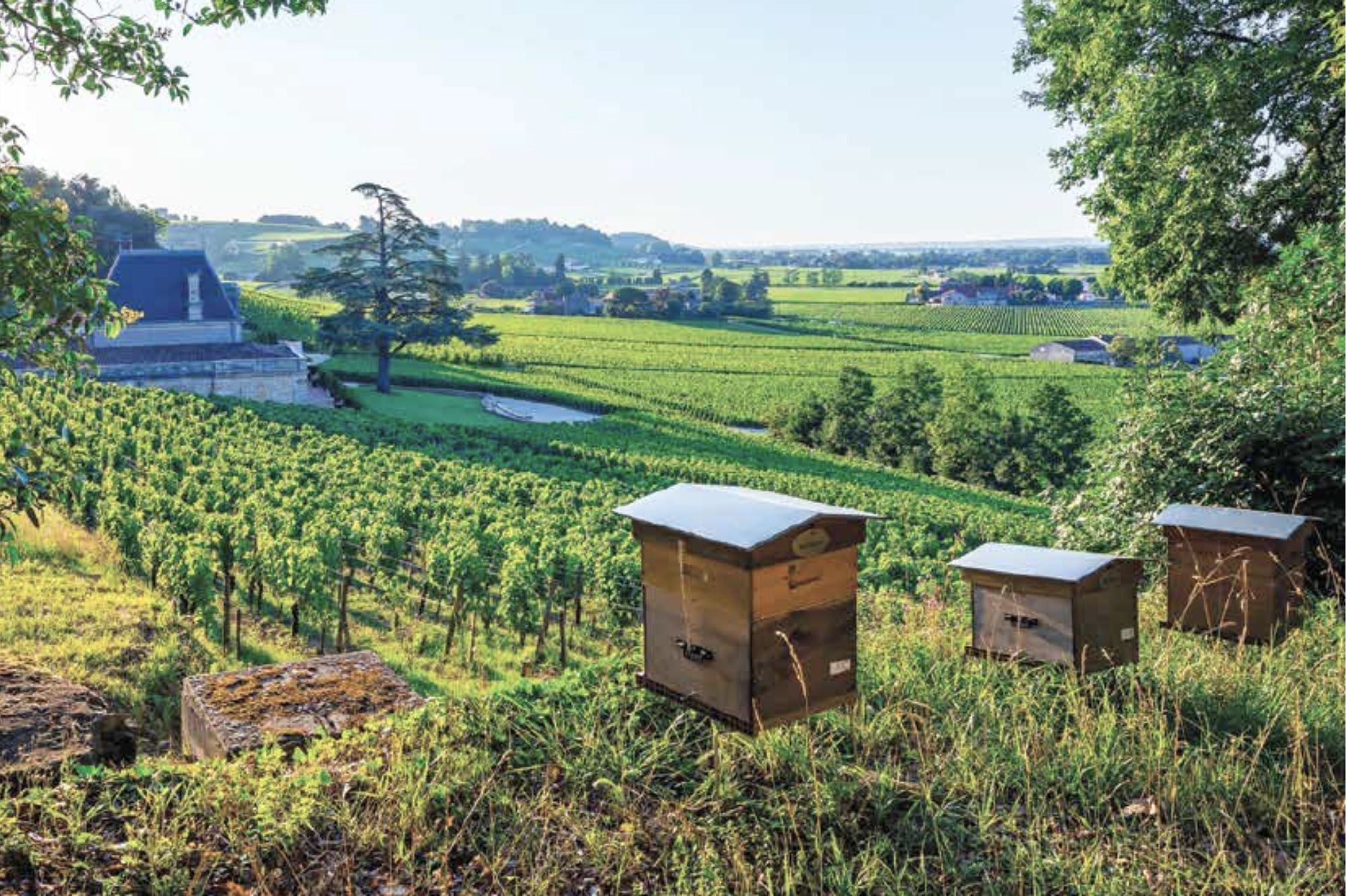 Top 20 des Bordeaux en agriculture biologique et biodynamique